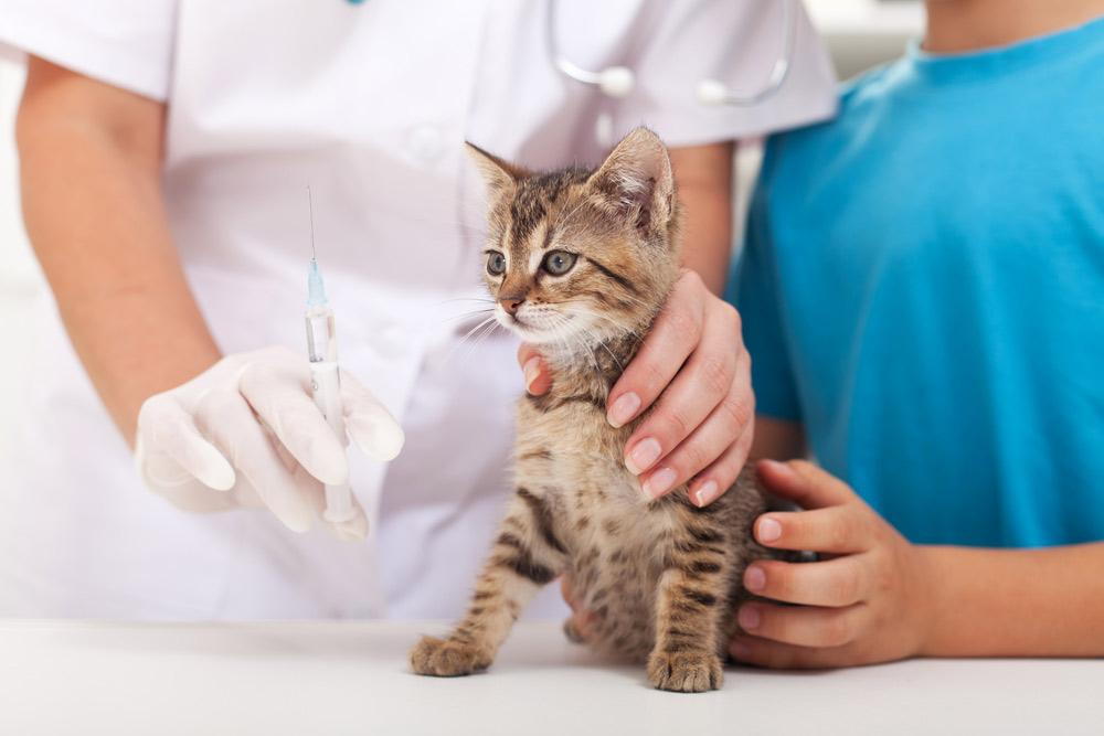 the-importance-of-vaccinating-your-pets